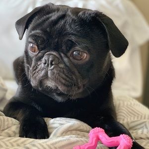 Meet your Posher, Rae